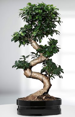 90 CM Japon A�ac� Bonsai saks� �i�e�i Ankara Armada AVM g�venli kaliteli h�zl� �i�ek