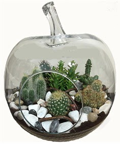 Terrarium tanzim elma camda 5 kakt�s Ankara Next Level AVM �i�ek sipari�i sitesi