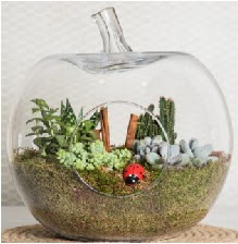 Elma terrarium orta boy 4 kakt�s Ankara Next Level AVM �i�ek sipari�i sitesi