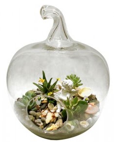 Orta boy elma terrarium 5 kakt�s Ankara Podium AVM  cicek , cicekci 