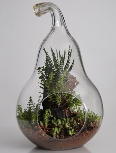 Armut cam k���k boy terrarium Ankara Eryaman G�ksu AVM �i�ek servisi , �i�ek�i adresleri