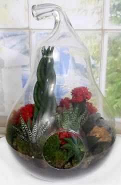 5 adet kakt�s orta boy armut terrarium Ankara Next Level AVM �i�ek sipari�i sitesi