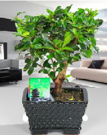 Bonsai japon a�ac� saks� bitkisi Ankara Taurus AVM �i�ek�iler �i�ek sat���
