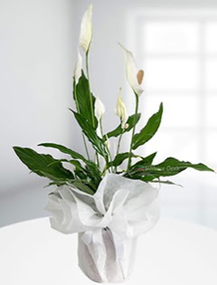 Spathiphyllum �i�e�i Bar�� �i�e�i Ankara Akvaryum AVM �i�ek yolla 