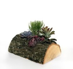 K�t�k i�erisinde 4 adet kakt�s �i�e�i Ankara Arcadium Al��veri� Merkezi AVM �i�ek sipari�i