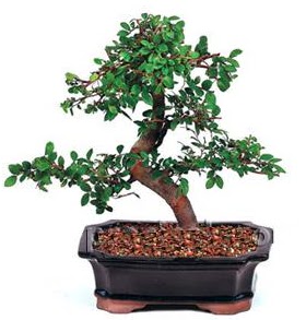 �thal bonsai japon a�ac� Ankara Next Level AVM �i�ek sipari�i sitesi