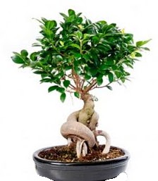 Bonsai japon a�ac� seramik i�inde Ankara Cepa Al��veri� Merkezi AVM �i�ek�iler