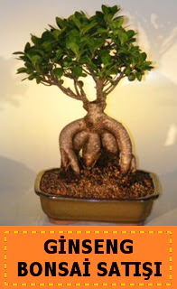 Ginseng bonsai sat��� japon a�ac� Ankara Podium AVM  cicek , cicekci 