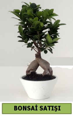 Bonsai japon a�ac� sat��� Ankara Eryaman G�ksu AVM �i�ek servisi , �i�ek�i adresleri