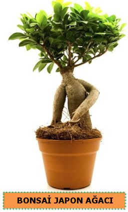 Bonsai japon a�ac� sat��� Ankara Eryaman G�ksu AVM �i�ek servisi , �i�ek�i adresleri