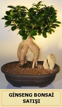 �thal Ginseng bonsai sat��� japon a�ac� Ankara Next Level AVM �i�ek sipari�i sitesi