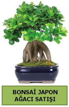 Bonsai japon a�ac� sat��� Ankara Taurus AVM �i�ek�iler �i�ek sat���