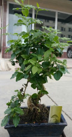 Bonsai japon a�ac� saks� bitkisi Ankara Arcadium Al��veri� Merkezi AVM �i�ek sipari�i