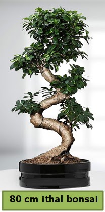 80 cm �zel saks�da bonsai bitkisi Ankara Ankamall AVM �i�ek�i telefonlar�