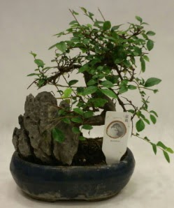 �thal 1.ci kalite bonsai japon a�ac� Ankara Taurus AVM �i�ek�iler �i�ek sat���