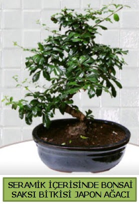 Seramik vazoda bonsai japon a�ac� bitkisi Ankara Next Level AVM �i�ek sipari�i sitesi
