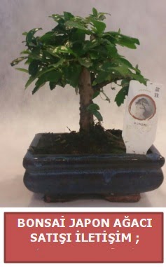 Japon a�ac� minya�r bonsai sat��� Ankara Taurus AVM �i�ek�iler �i�ek sat���