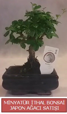 K���k g�rsel bonsai japon a�ac� bitkisi Ankara K�z�lay Al��veri� Merkezi AVM �i�ek �i�ek�i , �i�ek�ilik 