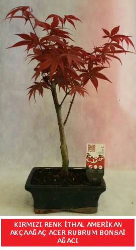 �THAL ACER RUBRUM BONSA� A�ACI Ankara FTZ Al��veri� merkezi AVM �i�ek�iler �i�ek g�nder