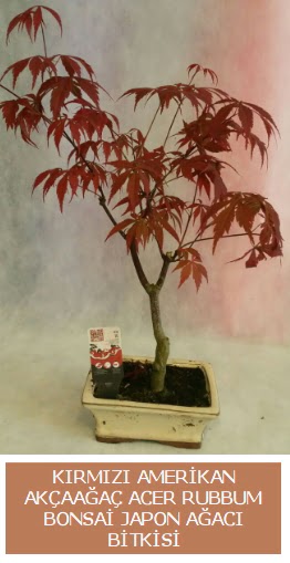 Amerikan ak�aa�a� Acer Rubrum bonsai Ankara Optimum AVM �i�ek�i adresleri telefonlar�