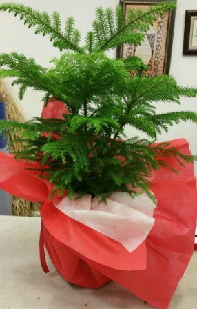 Salon �am� Araucaria Heterophylla bitkisi Ankara Nata Vega AVM �i�ek�iler