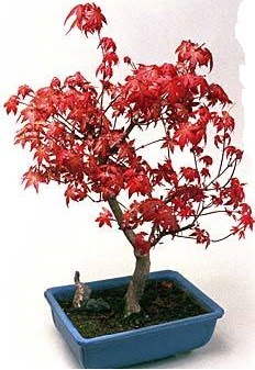 Amerikan ak�aa�a� bonsai bitkisi Ankara Antares Al��veri� merkezi AVM �i�ek yolla