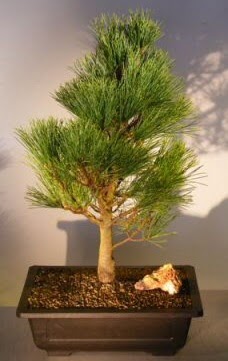 �am a�ac� japon a�ac� bitkisi bonsai Ankara Ankamall AVM �i�ek�i telefonlar�