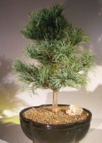 �am a�ac� bonsai bitkisi sat��� Ankara Karum i� ve al��veri� merkezi AVM ucuz �i�ek g�nder