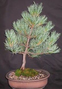 Bonsai �am a�ac� japon a�ac� bitkisi Ankara Next Level AVM �i�ek sipari�i sitesi