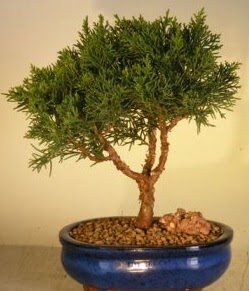 Servi �am bonsai japon a�ac� bitkisi Ankara Antares Al��veri� merkezi AVM �i�ek yolla