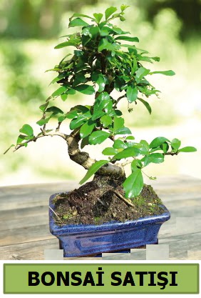 �am bonsai japon a�ac� sat��� Ankara Taurus AVM �i�ek�iler �i�ek sat���