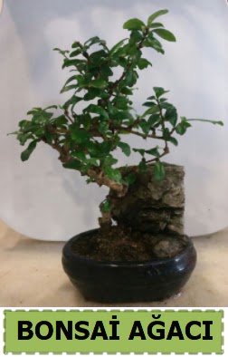 Bonsai a�ac� japon a�ac� sat��� Ankara Forum Outlet AVM �i�ek�i �i�ek sipari�i