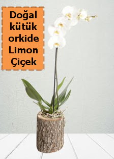 Do�al k�t�kte tek dall� beyaz orkide Ankara Ankamall AVM �i�ek�i telefonlar�