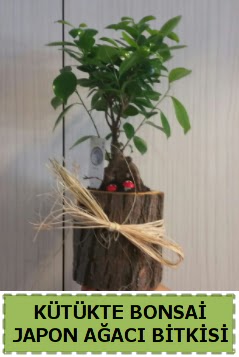 K�t�k i�erisinde do�al bonsai a�ac� Ankara Ankamall AVM �i�ek�i telefonlar�