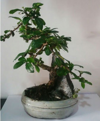 S �eklinde ithal bonsai a�ac� Ankara Antares Al��veri� merkezi AVM �i�ek yolla