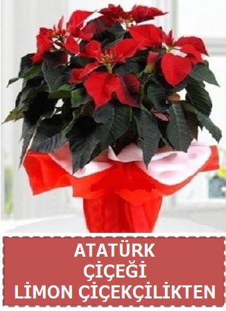 Atat�rk �i�e�i saks� bitkisi Ankara Taurus AVM �i�ek�iler �i�ek sat���