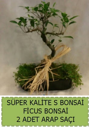 Ficus S Bonsai ve arap sa�� Ankara Ankamall AVM �i�ek�i telefonlar�