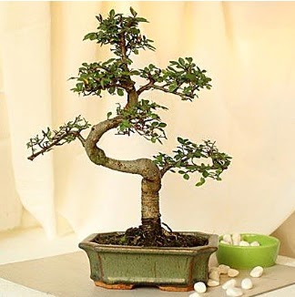 Shape S bonsai Ankara Nata Vega AVM �i�ek�iler