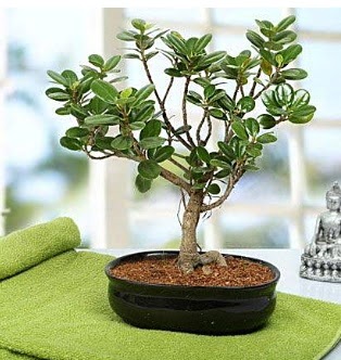 Lovely Ficus Iceland Bonsai Ankara Akvaryum AVM �i�ek yolla