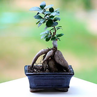 Marvellous Ficus Microcarpa ginseng bonsai Ankara Arcadium Al��veri� Merkezi AVM �i�ek sipari�i