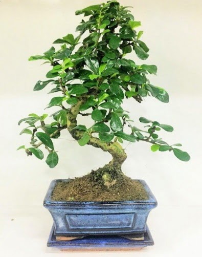 S Bonsai japon a�ac� bitkisi Ankara Optimum AVM �i�ek�i adresleri telefonlar�