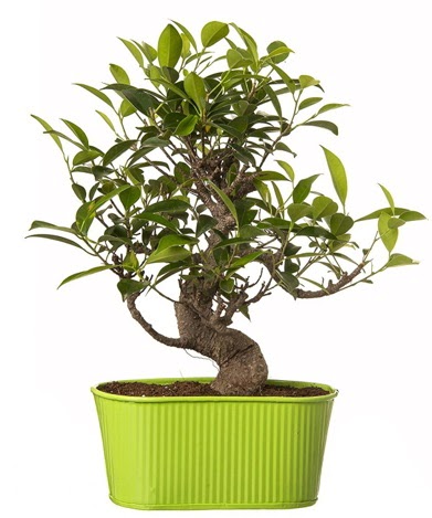 Ficus S g�vdeli muhte�em bonsai Ankara Next Level AVM �i�ek sipari�i sitesi