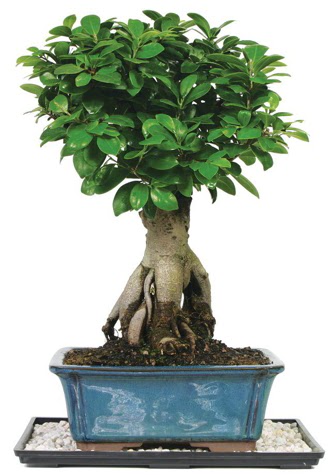 Bonsai Ginsing Grafted Ficus Bonsai Ankara Antares Al��veri� merkezi AVM �i�ek yolla