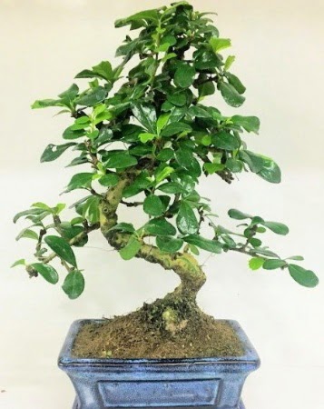 Zelkova S g�vdeli Minyat�r a�a� Bonzai Panora AVM Ankara �i�ek g�nderme