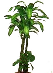 Ankara Bilkent Center AVM �i�ek yolla , �i�ek g�nder , �i�ek�i Dracaena massengena