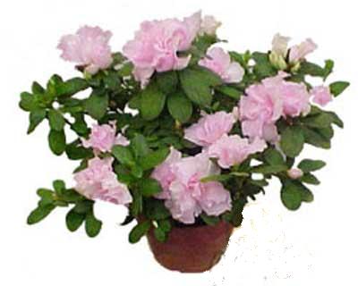 Ankara Eryaman G�ksu AVM �i�ek servisi , �i�ek�i adresleri Rhodendron latince A�elya 