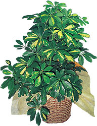 Ankara Kentpark Al��veri� Merkezi AVM �i�ek�iler Schefflera gold 