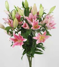 Ankara Karum i� ve al��veri� merkezi AVM ucuz �i�ek g�nder 5 Pembe lilyum kazablanka buket �i�ek modeli