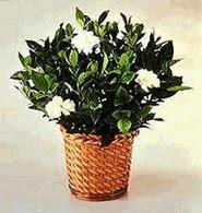 Ankara Atlantis al��veri� e�lence merkezi AVM �i�ek sipari�i �i�ek�iler Gardenia Plant ithal saksi