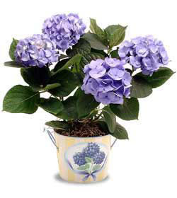 Ankara Akvaryum AVM �i�ek yolla Hydrangea Plant ortanca
